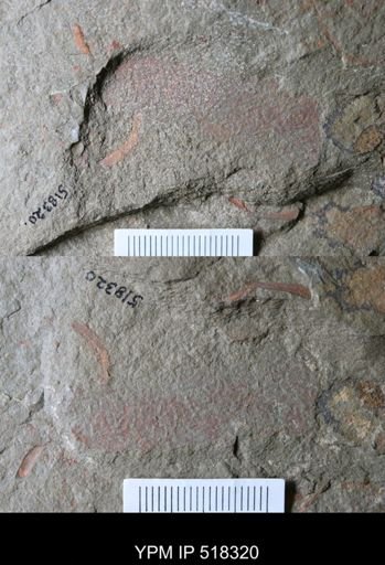 undet. Arthropoda