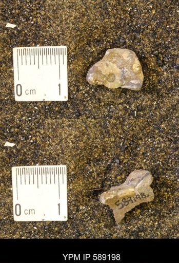 Discoscaphites rossi