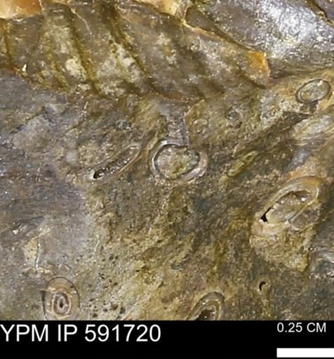 Serpulidae