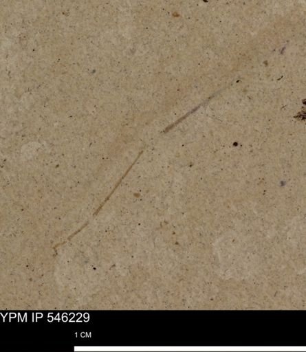 undet. Insecta