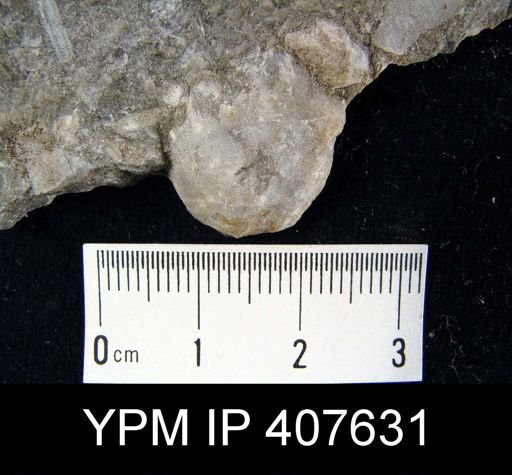 Virgiana barrandei