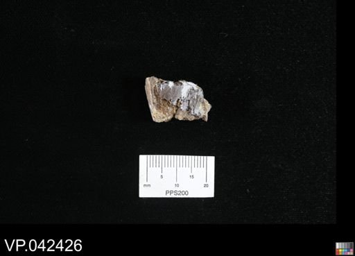 undet. Actinopterygii