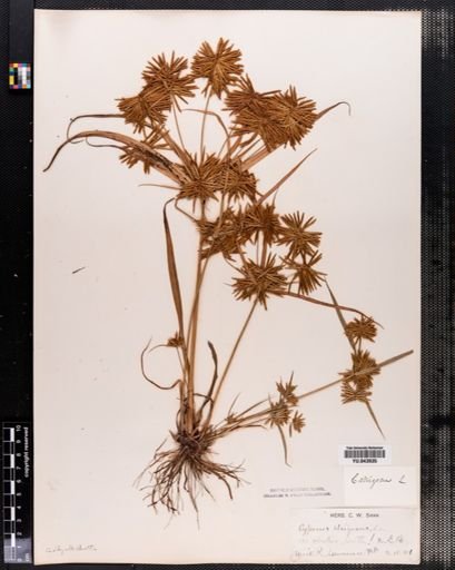 Cyperus strigosus