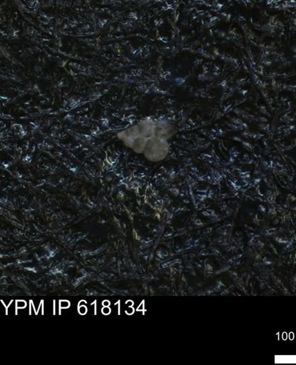 undet. Heterohelicidae