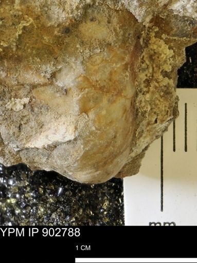 undet. Mollusca