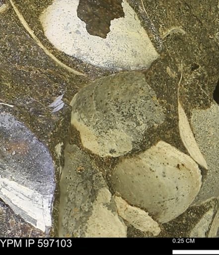 Limopsis striatopunctatus