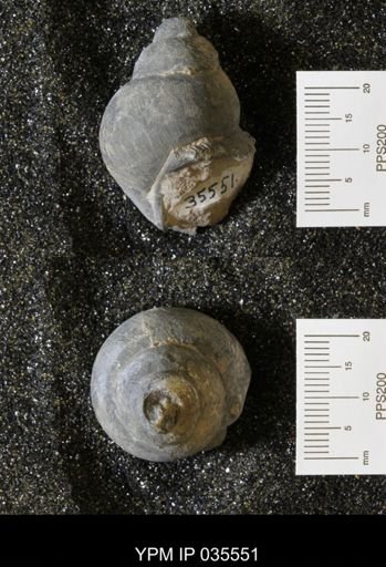 Campeloma harlowtonensis