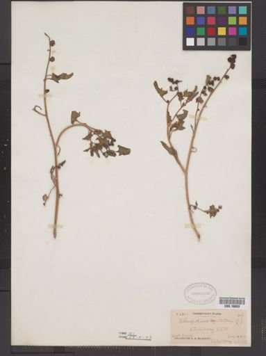 Chenopodium capitatum