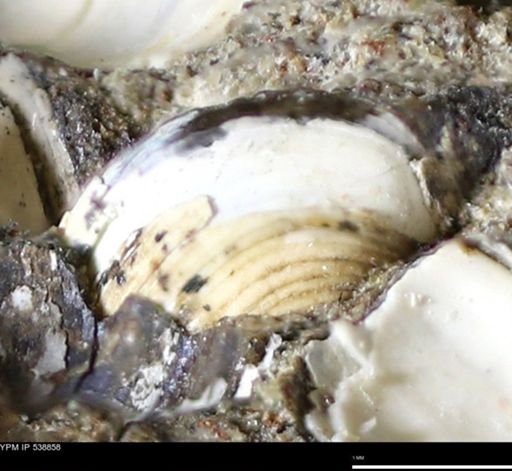 Corbulamella gregaria