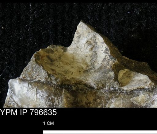 undet. Mollusca