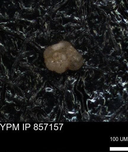 undet. Foraminiferida