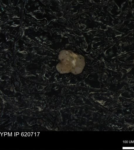 undet. Foraminiferida