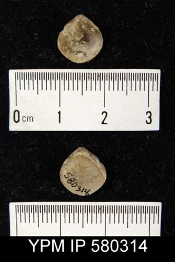 undet. Athyridida