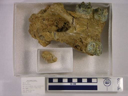 Moeritherium sp.