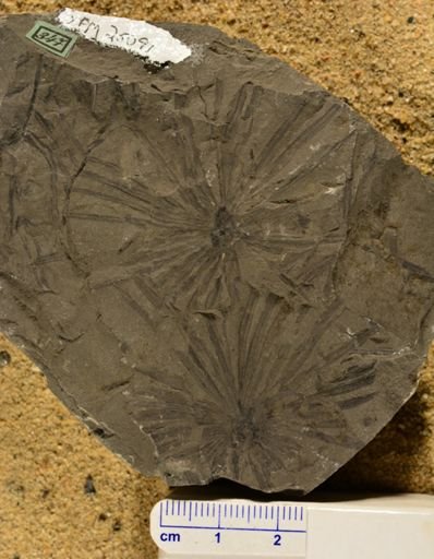 Annularia longifolia