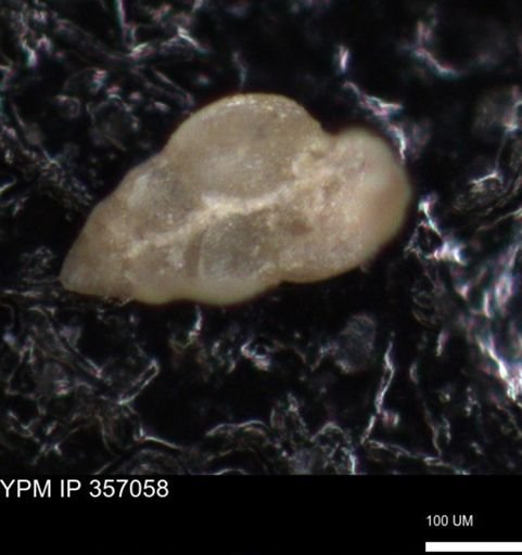 undet. Foraminiferida