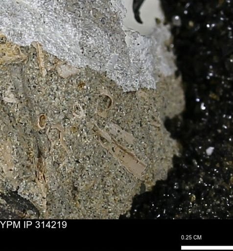 undet. Scaphopoda