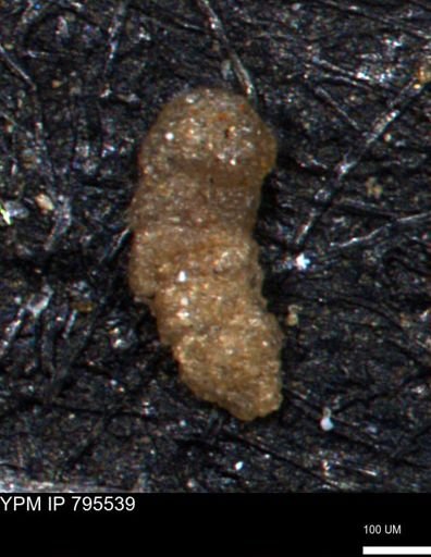 Verneuilinoides hectori