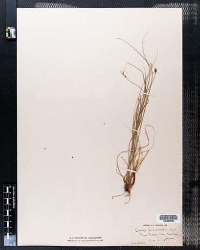Carex emmonsii