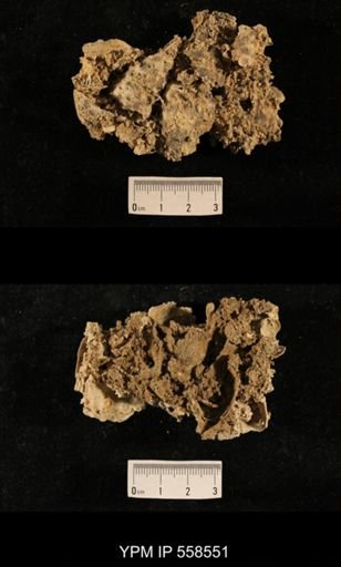 undet. Richthofenioidea