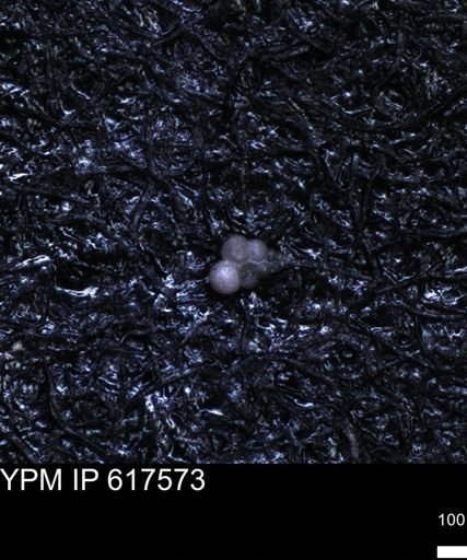 undet. Heterohelicidae