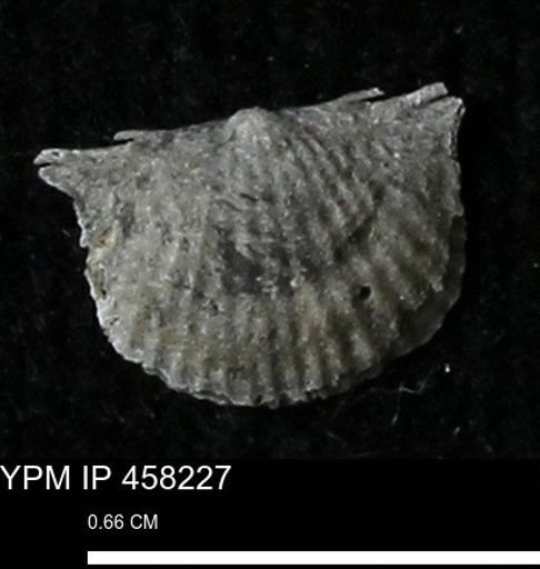 Chonetes mucronatus
