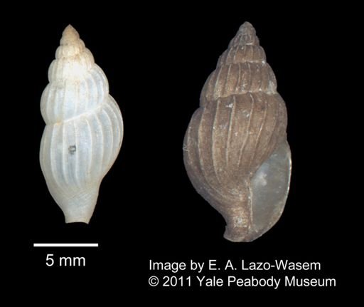 Gastropoda