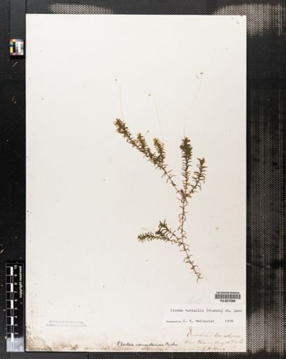 Elodea occidentalis
