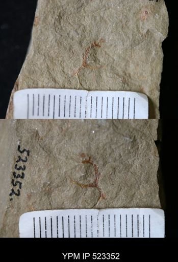 undet. Graptolithina