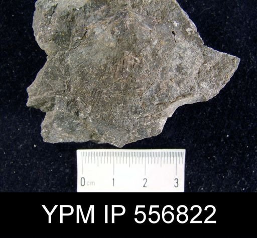 Rhipidomella assimilis