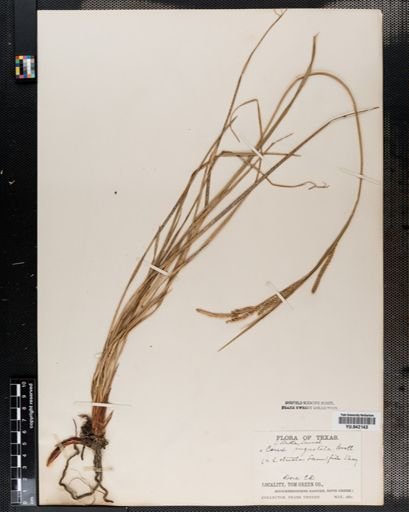 Carex stricta