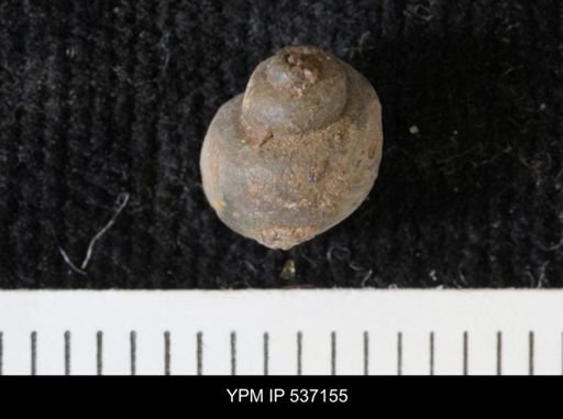 Viviparus montanaensis