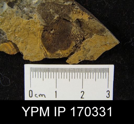 undet. Discinoidea