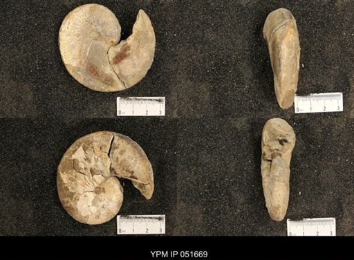 Hoploscaphites nicolletii