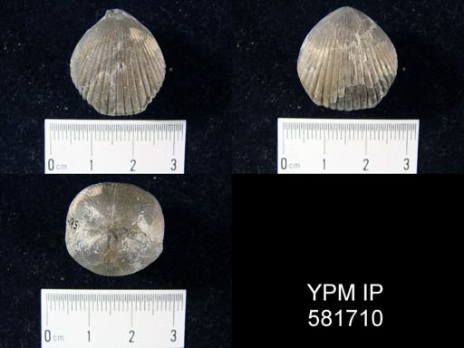 Uncinulus mutabilis