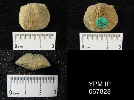 Orthostrophia strophomenoides