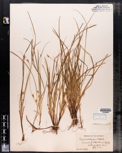 Carex willdenowii