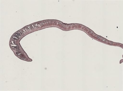 Foviella