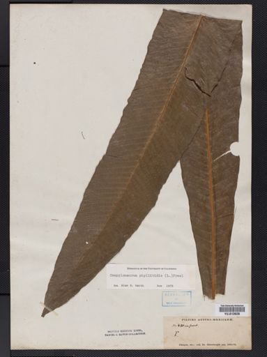 Campyloneurum