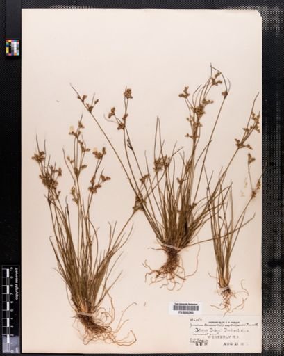 Juncus tenuis
