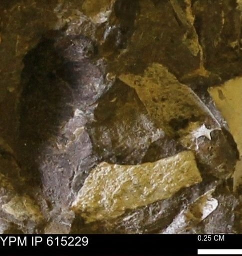 undet. Mollusca