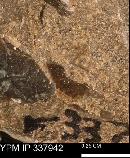 undet. Bivalvia
