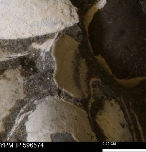 Limopsis striatopunctatus