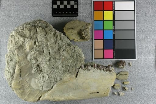 Subhyracodon sp.