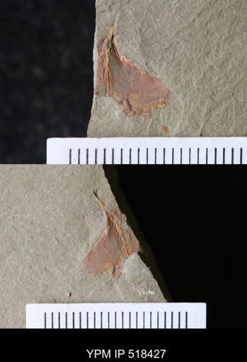 Thoralicystis sp.