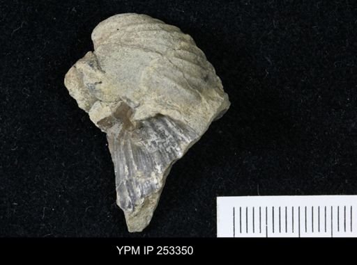 undet. Bivalvia