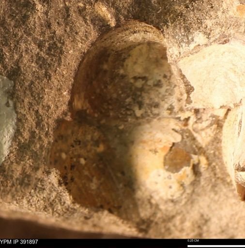 Protocardia sp.