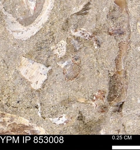 Limopsis striatopunctatus