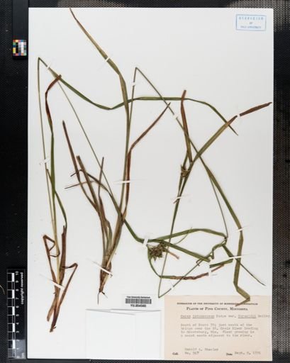 Carex intumescens