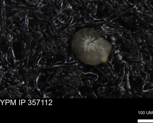 undet. Foraminiferida
